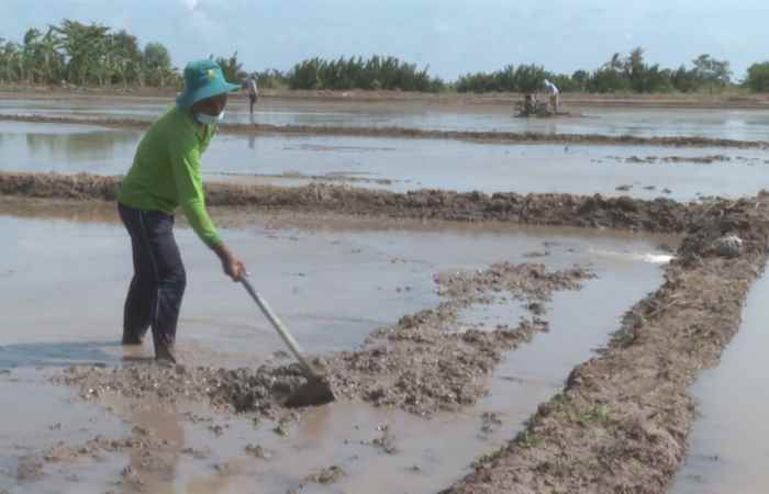  Khuyến cáo lịch thời vụ, cơ cấu giống và các biện pháp trong canh tác, quản lý rủi ro dịch bệnh trong vụ lúa Hè Thu 2023 (25-04-2023)